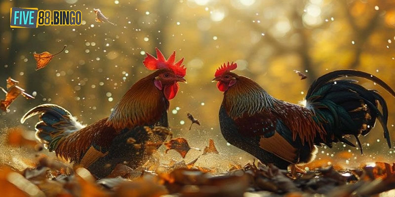 Luật chơi đá gà Five88 chi tiết nhất cho người mới