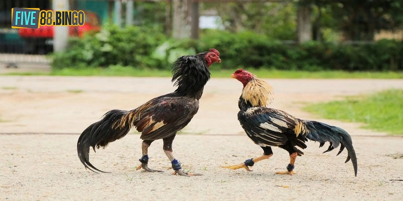 Cách theo dõi trực tiếp đá gà Mộc Bài ngay hôm nay