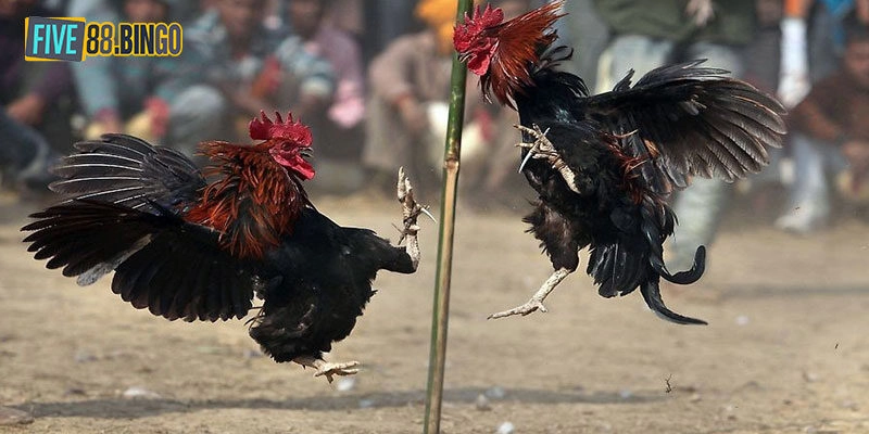 Luật chơi đá gà cựa dao đầy đủ A → Z