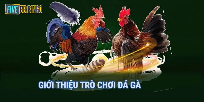 Giới thiệu tổng quan về sảnh đá gà Five88