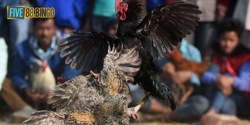 Xem và cá cược đá gà tại Five88 để thỏa mãn đam mê