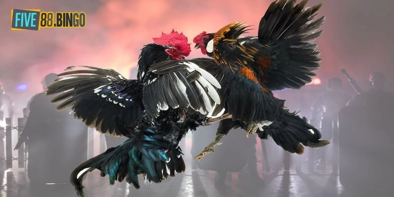 Khám phá luật chơi đá gà cựa sắt cơ bản nhất