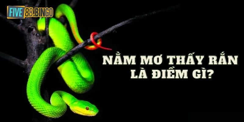 Mơ thấy rắn có điềm báo gì và nên đánh số mấy?