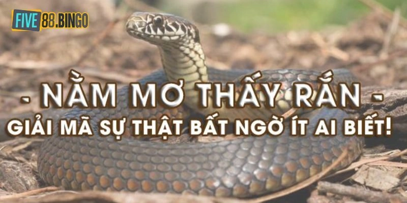 Five88 | Five88 Giải Nghĩa Mơ Thấy Rắn Và Gợi Ý Số May Mắn
