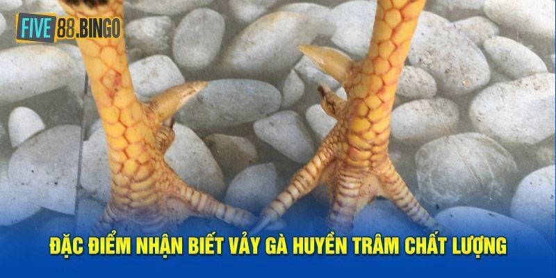 Vảy Gà Huyền Trâm - Thần Kê Trong Mắt Kê Thủ Chuyên Nghiệp