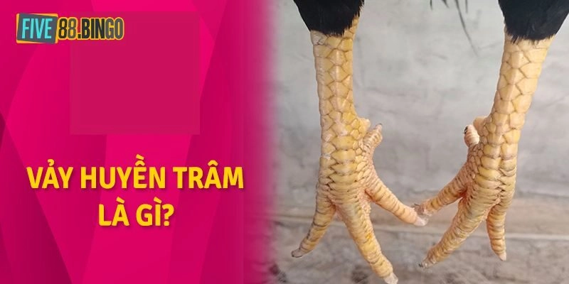 Vảy gà huyền trâm và thông tin cơ bản